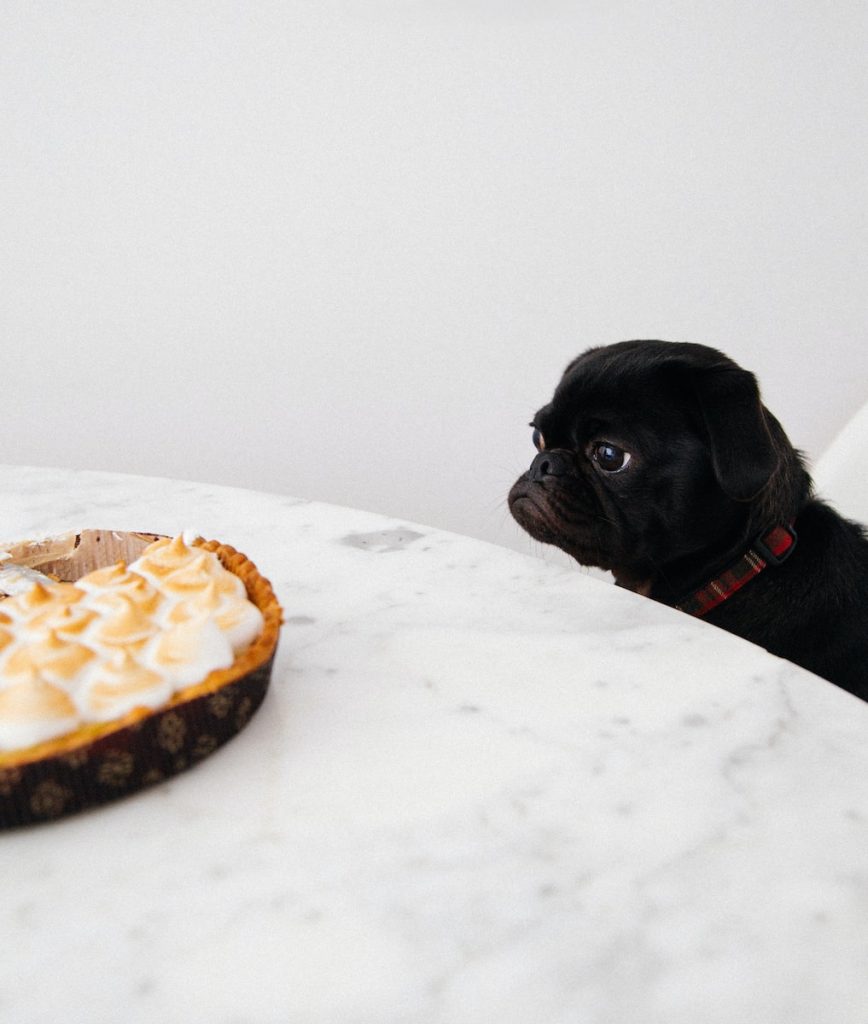 Pes veľmi túži po koláči